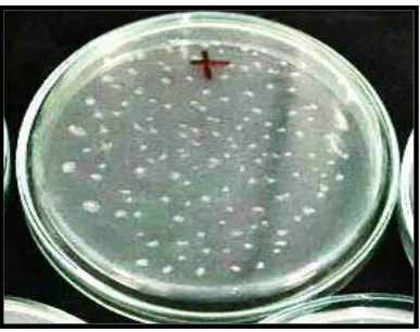 Tabel 1. Hasil uji efektivitas antibakteri P.gingivalis dari 5 replikasi pada masing-masing konsentrasi 100%, 50%, 25%, 12,5%, dan 6,25%