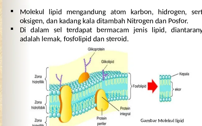 Gambar Molekul lipid