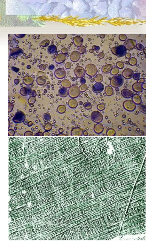 Gambar . a. Butir-butir pati dalam sel-sel cadangan makanan, dan b. selulosa.