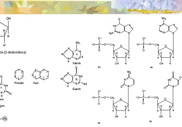 Gambar 6. Macam-macam Komponen Penyusun DNA: (a) Gula 5 Karbon (2-deoksiribosa); (b) Basa Nitrogen; dan (c) Gugus Fosfat.