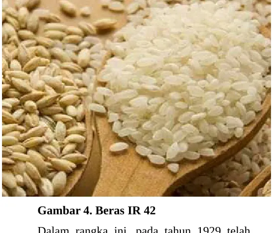 Gambar 4. Beras IR 42