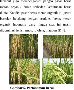Gambar 5. Pertanaman Beras 