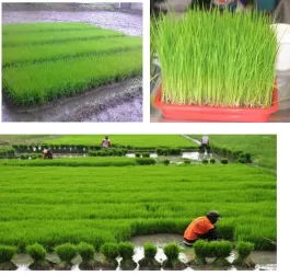 Gambar 6. Bibit Tanaman Beras merah