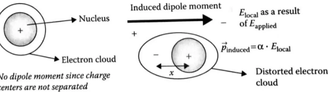 Figure 3: Electronic polarization of an atom [7]. 