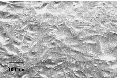 Figure 3.13.  SEM photomicrograph of crystal growth seen on the glaze surface  of Glaze A, twice-dipped on the alumina body