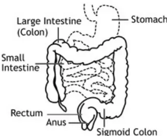 Gambar 2.1 Anatomi kolon dan rectum