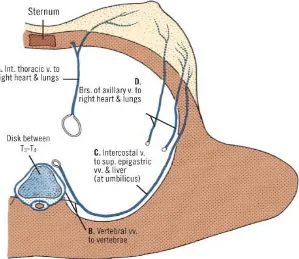 Gambar 1.4.Diagram potongan frontal mammae kanan menunjukkan jalur drainase vena.A.Drainase medial melalui internal thoracic vein ke jantung kanan