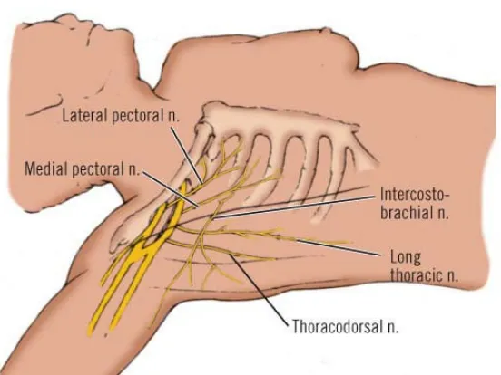 Gambar 1.5. Saraf-saraf perifer penting yang ditemukan selama mastectomy