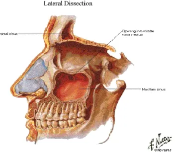 Gambar 2.1 : Anatomi Sinus Maksila 