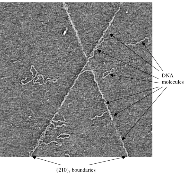 Figure 5.1.  a) AFM phase image (1.75 x 1.75 µm, z-range: 15 o ) demonstrating the  preferential attachment of DNA along {210} r  intergrowth boundaries of a BGR  surface