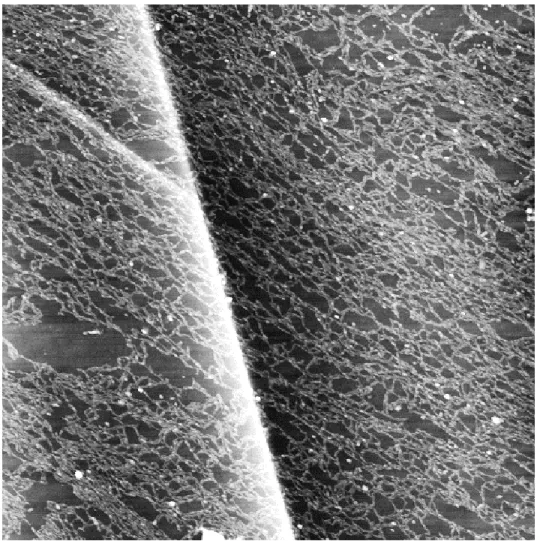 Figure 5.11.  AFM scan (5 x 5 µm, z-scale 30 nm, 78 day-old buffer) of a BGR  surface exposed to a DNA solution containing the addition of 0.5 mM CoCl 2