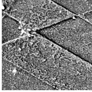 Figure 6.8.  AFM images (1.5 x 1.5 µm) of BGR surfaces exposed to DNA solutions  containing additions of: a) 0.5 mM NiCl 2  (z-scale: 15nm)
