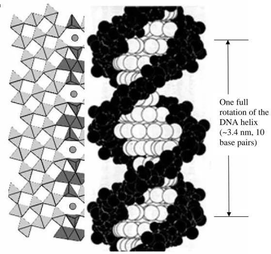 Figure 1.2. Scaled schematic of DNA binding to divalent cations occupying BGR  intergrowth tunnel sites