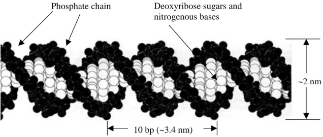 Figure 2.1.  Image of DNA double helix structure.  The phosphate backbone is  shown in black and the deoxyribose sugars and nitrogenous bases are shown in  white