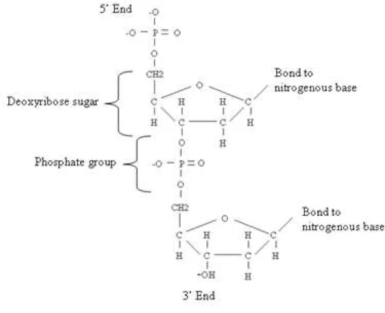 Figure 2.2.  Diagram of deoxyribose sugar and connecting phosphate groups of the  DNA structure