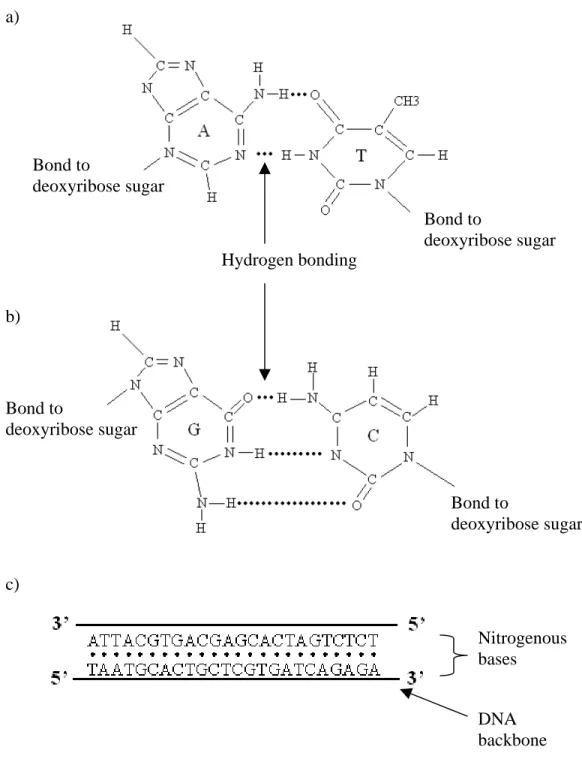 Figure 2.3.  Diagram of complementary nitrogenous base binding in DNA structure.  