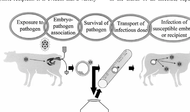 Fig. 1. Theoretical chain of events for a pathogen to be transmitted through transfer of an in-vivo-derived bovine embryo.