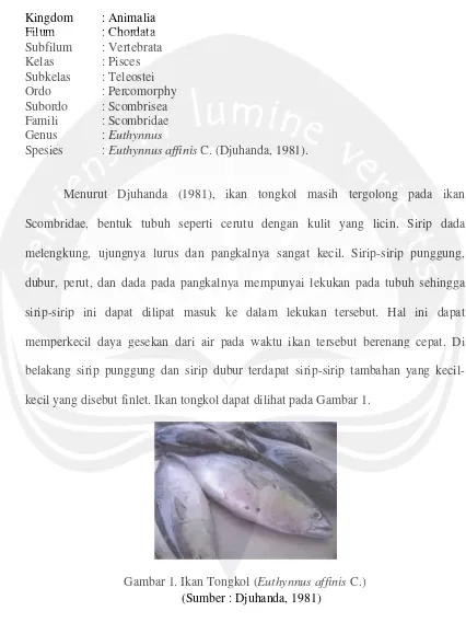 Gambar 1. Ikan Tongkol (Euthynnus affinis C.)