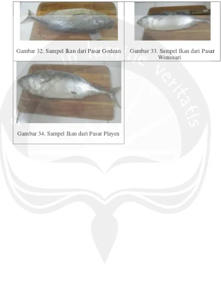 Gambar 32. Sampel Ikan dari Pasar Godean