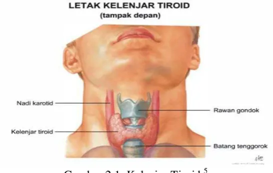 Gambar 2.1. Kelenjar Tiroid 5 
