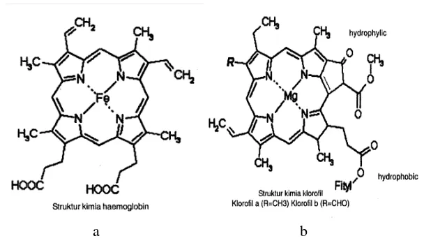 Gambar 2.2 Struktur kimia (a) hemoglobin (b) klorofil (Prasetyo dkk, 2012). 