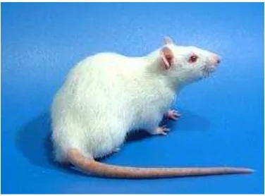 Gambar 2.1.  Tikus Putih ( Sirois, 2005) 