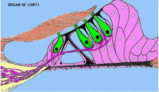 Gambar 2.4  Organ Corti (Dhingra PL.,  2007)
