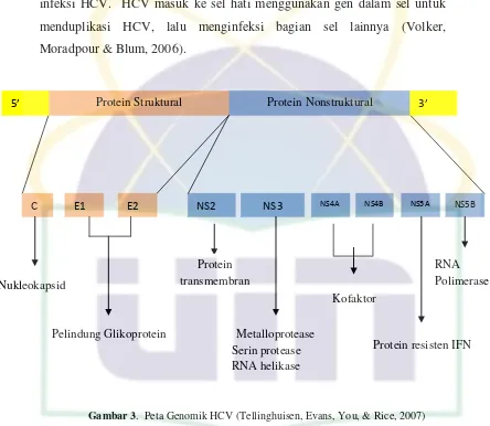Gambar 3.  Peta Genomik HCV (Tellinghuisen, Evans, You, & Rice, 2007) 