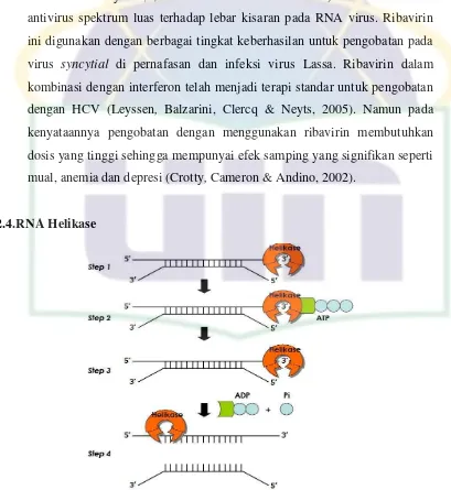 Gambar 4. Mekanisme kerja RNA helikase HCV  (Utama et al, 2005) 