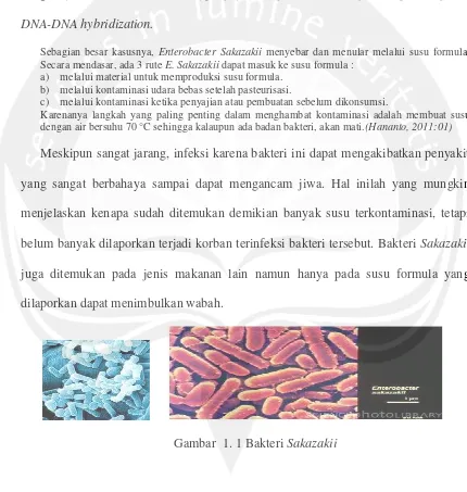 Gambar  1. 1 Bakteri Sakazakii