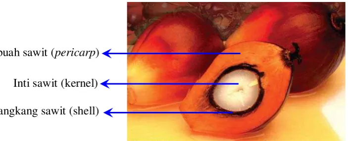 Gambar 2.3 Buah Kelapa Sawit 