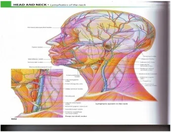 Gambar 2.1. Sistem Limfatik di Leher 