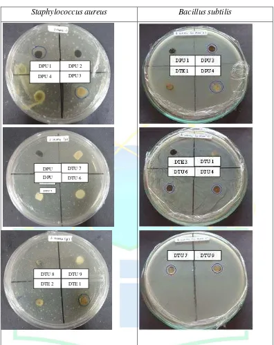 Gambar 4.7 Hasil Skrining Kapang Endofit terhadap Staphylococcus aureus dan 