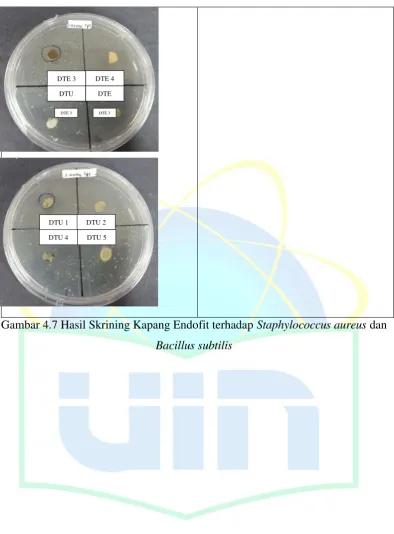 Gambar 4.7 Hasil Skrining Kapang Endofit terhadap Staphylococcus aureus dan 