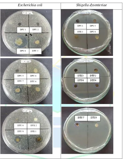 Gambar 4.8 Hasil Skrining Kapang Endofit terhadap Escherichia coli dan 