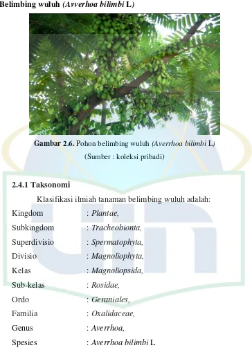Gambar 2.6. Pohon belimbing wuluh (Averrhoa bilimbi L) 
