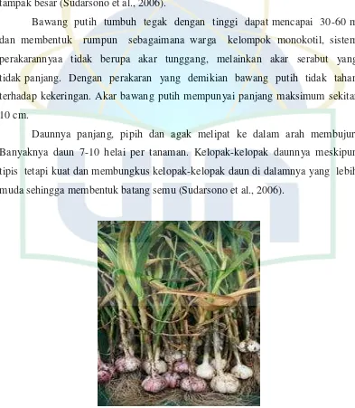 Gambar 2.1 Bawang Putih (Allium sativum L.) (sumber: Rukmana, 1995) 