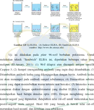 Gambar 2.8 Uji ELISA.  (A) Indirect ELISA, (B) Sandwich ELISA  