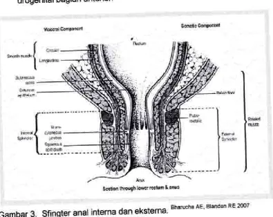 Gambar 3. Sfingter anal interna dan eksterna' 