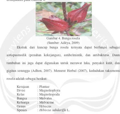 Gambar 4. Bunga rosela