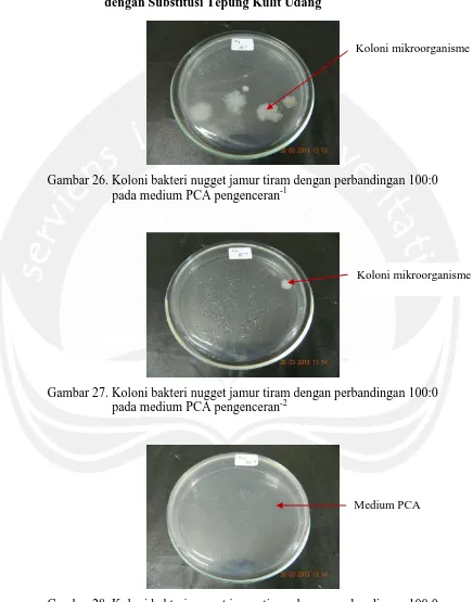 Gambar 28. Koloni bakteri nugget jamur tiram dengan perbandingan 100:0   pada medium PCA pengenceran-3 