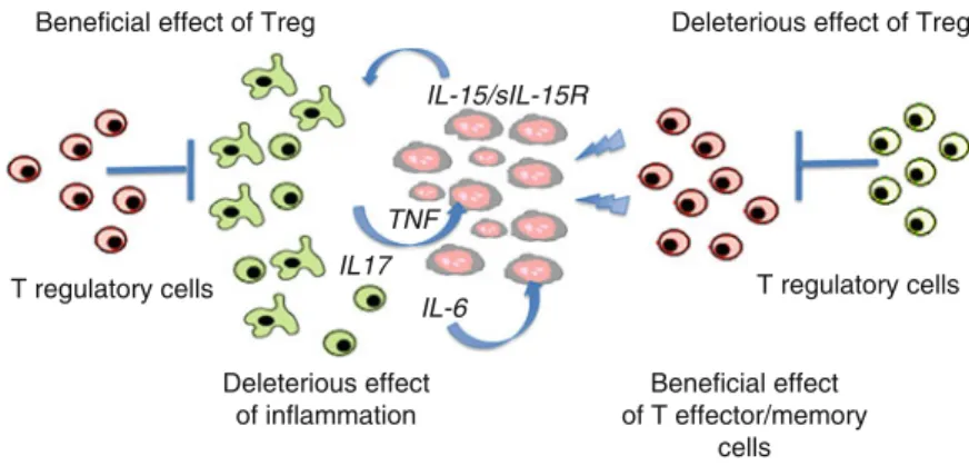 Fig. 4 Paradoxical effects of Treg: Treg are of good prognosis (on the left) in inflammatory tumors when they inhibit the protumoral effect of inflammation mediated by protumoral cytokines such as IL-6, IL-17, TNF, and IL-15/sIL-15R