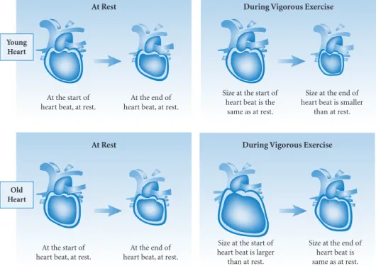 Figure 3.5  The Heart: Young and Old.