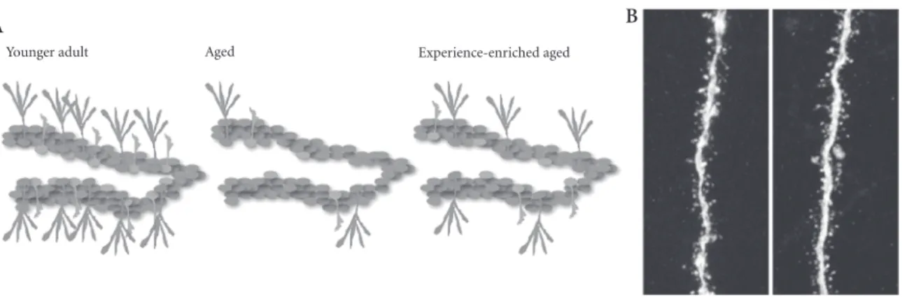 Figure 2.3 illustrates that younger mice showed a  high number of neural stem cells (depicted in the  sprouting black illustrations on the left  of panel A)