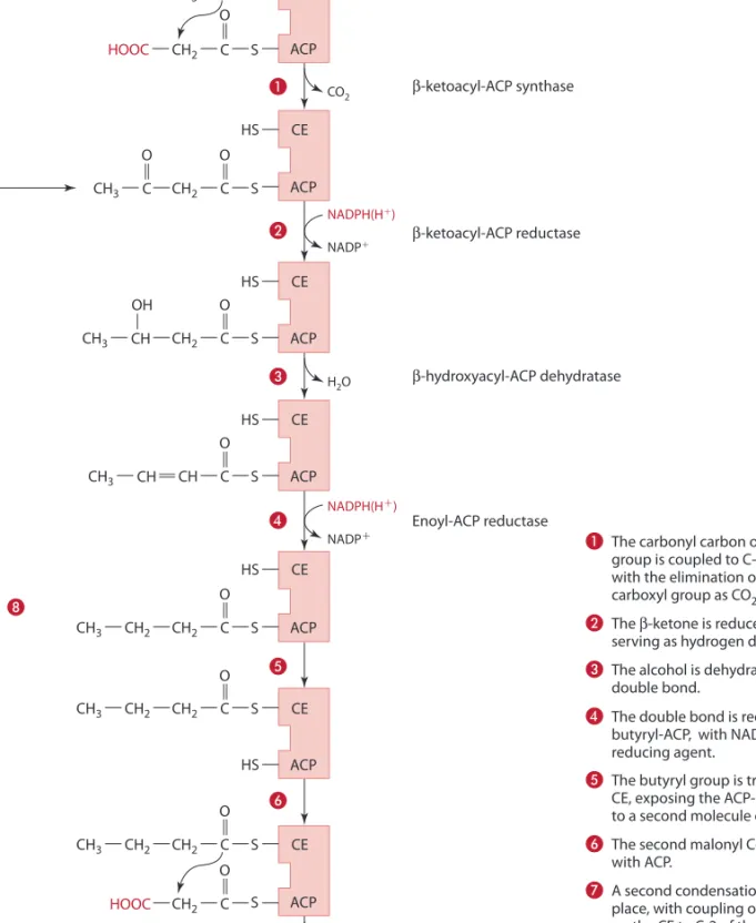 Figure 5.31 is an overview of the reactions of the cyclic and  linear pathways of arachidonic acid.