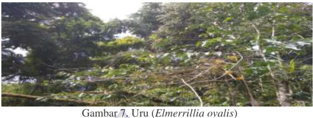 Gambar 7. Uru (Elmerrillia ovalis) 