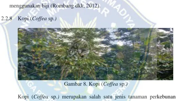Gambar 8. Kopi (Coffea sp.) 