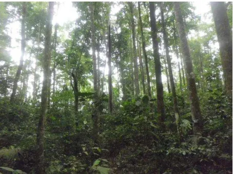 Gambar 3. Berbagai Tegakan Di Hutan Diklat Pondok Buluh 