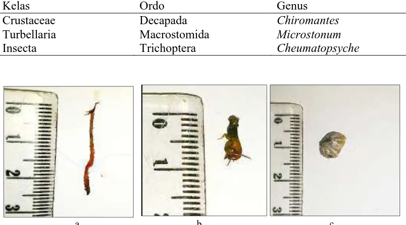 Tabel 2. Jenis-jenis makrobentos yang ditemukan dalam kantong serasah B.gymnorrhiza  Kelas  Ordo Genus 