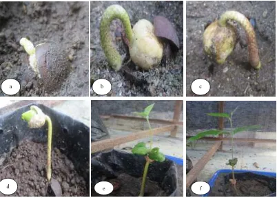 Gambar 3.  Tipe Perkecambahan dan Proses Perkecambahan benih kemenyan 